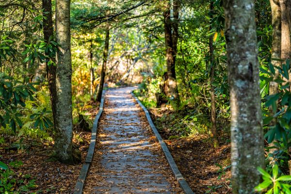 Cost of Trail Clearing in Snohomish