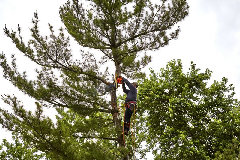 Removing Large Trees Safely